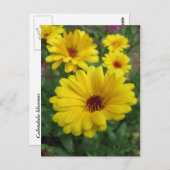 Calendula Blossoms Postkarte (Vorne/Hinten)