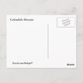 Calendula Blossoms Postkarte (Rückseite)