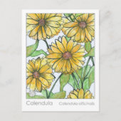 Calendula Materia Medica Kräuterstudie Postkarte (Vorderseite)