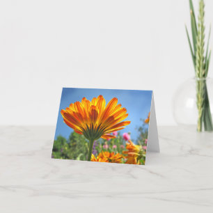 Calendula Note Card Karte