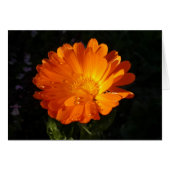 Calendula officinalis (Vorderseite (Horizontal))