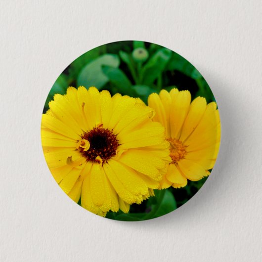 Calendula Officinalis Abzeichen Button (Vorderseite)