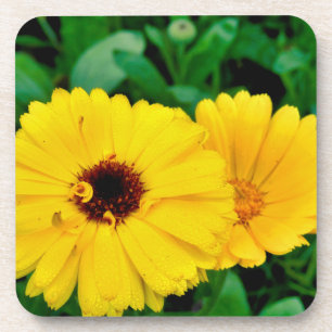 Calendula Officinalis Getränkeuntersetzer
