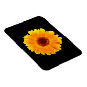 Calendula Officinalis Magnet (Rechte Seite)