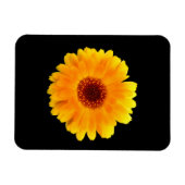 Calendula Officinalis Magnet (Horizontal)