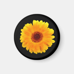 Calendula Officinalis Magnet