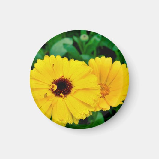 Calendula Officinalis Magnet (Vorne)