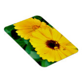 Calendula Officinalis Magnet (Rechte Seite)
