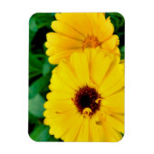 Calendula Officinalis Magnet (Vertikal)