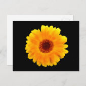 Calendula Officinalis Postkarte (Vorne/Hinten)