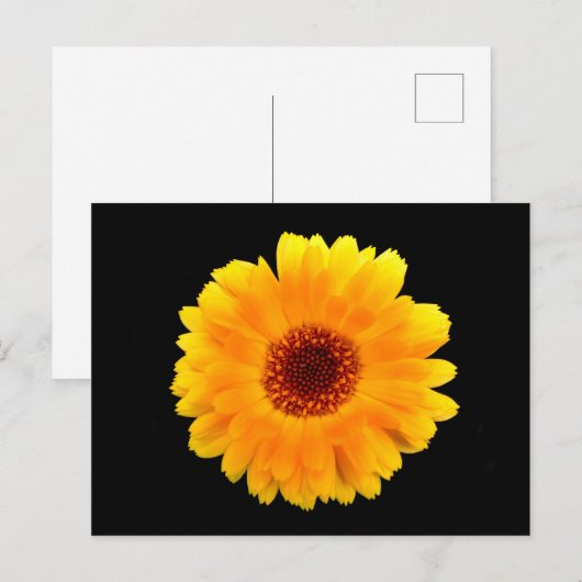 Calendula Officinalis Postkarte (Vorne/Hinten)