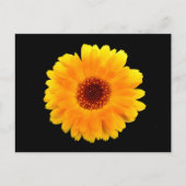 Calendula Officinalis Postkarte (Vorderseite)