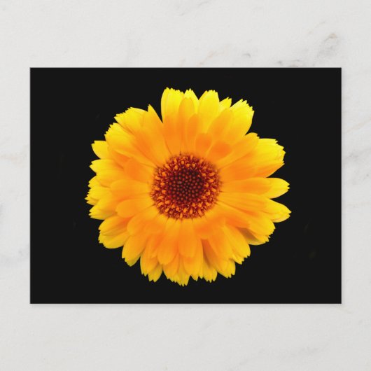 Calendula Officinalis Postkarte (Vorderseite)