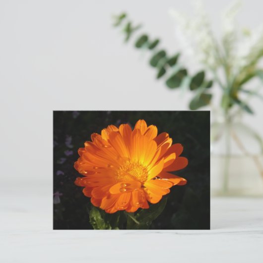 Calendula officinalis postkarte (Stehend Vorderseite)