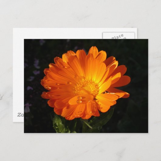 Calendula officinalis postkarte (Vorne/Hinten)