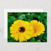 Calendula Officinalis Postkarte (Vorne/Hinten)