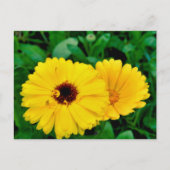 Calendula Officinalis Postkarte (Vorderseite)
