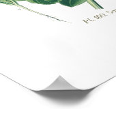 Calendula officinalis (Pot marigold) Poster (Ecke)