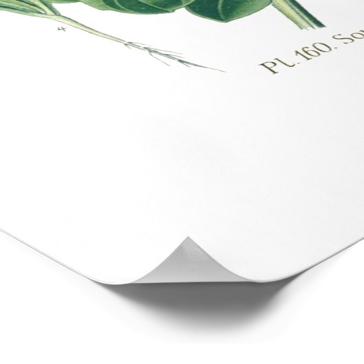 Calendula officinalis (Pot marigold) Poster (Ecke)