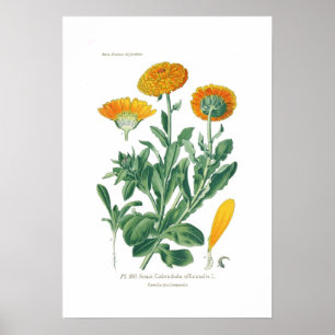 Calendula officinalis (Pot marigold) Poster
