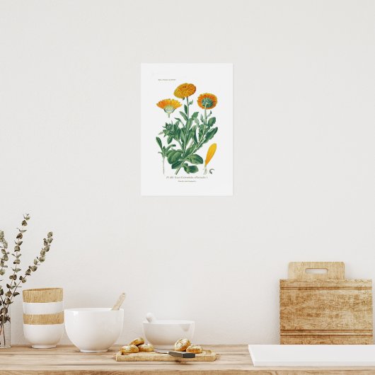 Calendula officinalis (Pot marigold) Poster (Küche)