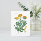 Calendula officinalis (Pot marigold) Postkarte (Stehend Vorderseite)