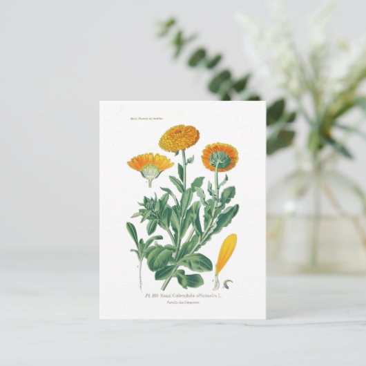 Calendula officinalis (Pot marigold) Postkarte (Stehend Vorderseite)