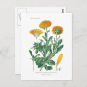 Calendula officinalis (Pot marigold) Postkarte (Vorne/Hinten)