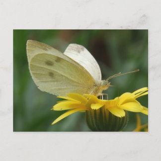 Calendula Party! Postkarte