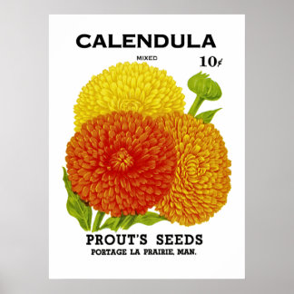 Calendula Vintage Saatpackung Poster