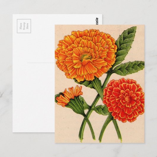 Calendulas in Orange Postkarte (Vorne/Hinten)