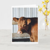 "Calf at Fair" Foto Grußkarte Karte (Gelbe Blume)