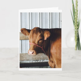 "Calf at Fair" Foto Grußkarte Karte