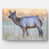 Calf Elk | Madison Junction, Wyoming Fotoplatte (Vorderseite)