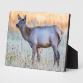 Calf Elk | Madison Junction, Wyoming Fotoplatte (Seite)