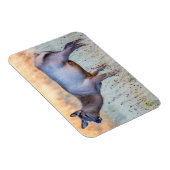 Calf Elk | Madison Junction, Wyoming Magnet (Rechte Seite)