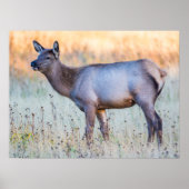 Calf Elk | Madison Junction, Wyoming Poster (Vorne)