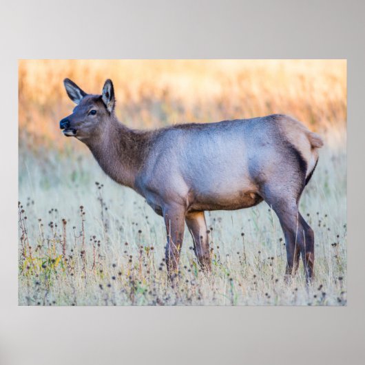 Calf Elk | Madison Junction, Wyoming Poster (Vorne)