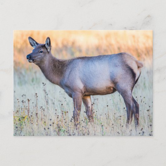 Calf Elk | Madison Junction, Wyoming Postkarte (Vorderseite)
