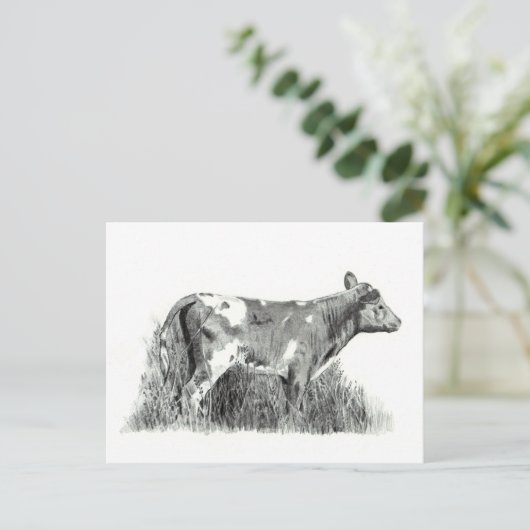 CALF PENCIL POSTKARTE (Stehend Vorderseite)