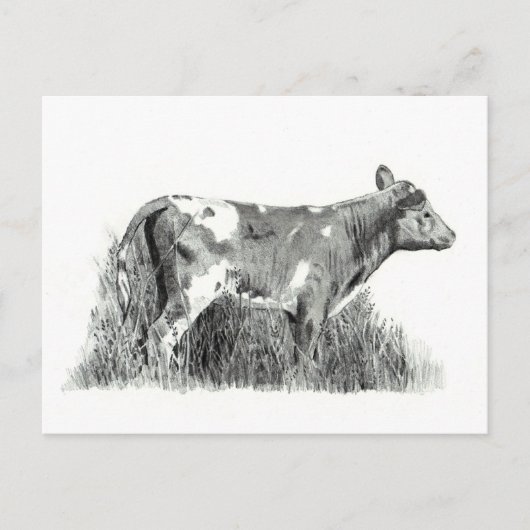 CALF PENCIL POSTKARTE (Vorderseite)