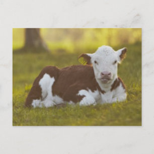 Calf Resting Postkarte