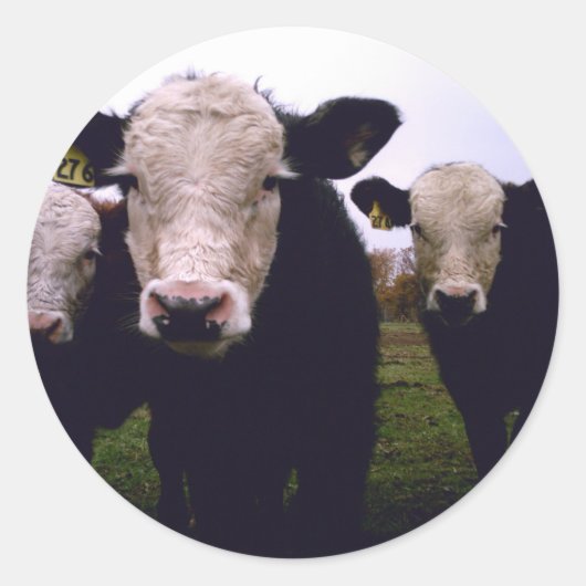 Calf Trio Runder Aufkleber (Vorderseite)