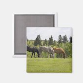 Calgary, Alberta, Kanada Magnet (Vorderseite/Rückseite)