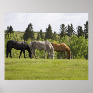 Calgary, Alberta, Kanada Poster