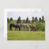 Calgary, Alberta, Kanada Postkarte (Vorne/Hinten)