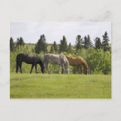 Calgary, Alberta, Kanada Postkarte (Vorderseite)