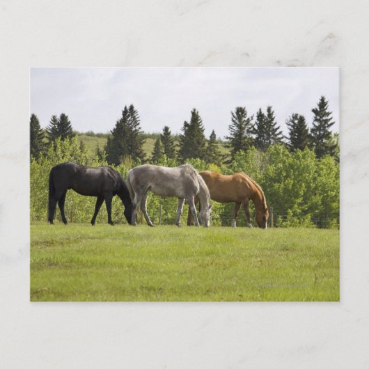 Calgary, Alberta, Kanada Postkarte (Vorderseite)