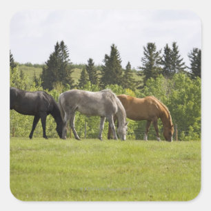 Calgary, Alberta, Kanada Quadratischer Aufkleber