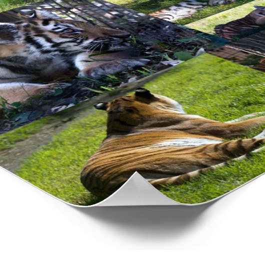 Calgary Zoo Tiger mit Cubs Poster (Ecke)